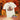 Howdy Fall HIghland Cow with plaid pumpkins on a natural cotton tee