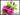 Hand holding two balloon dogs, one green and one pink, with 'Curious Minds' branding.