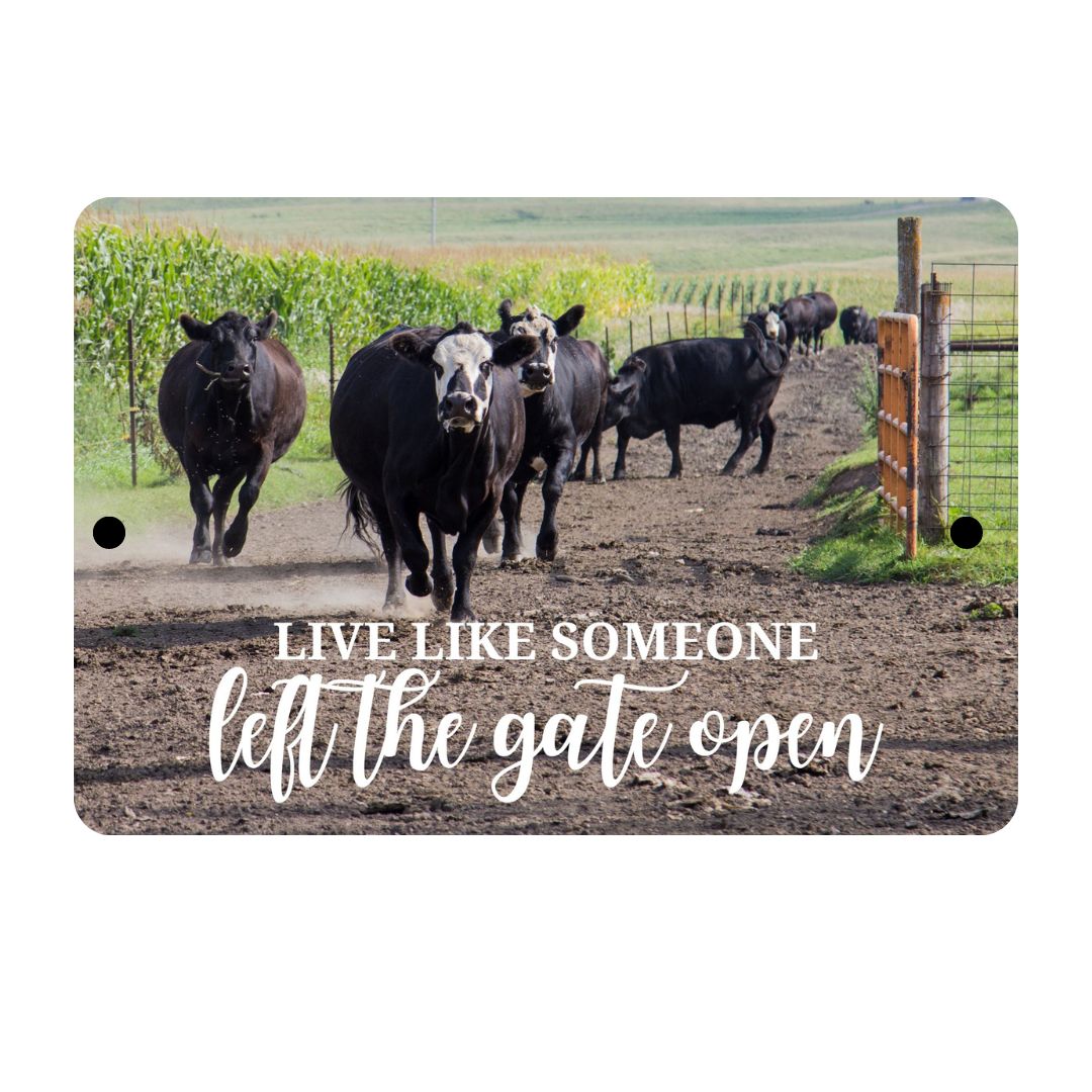 Live Like Someone Left the Gate Open Tin Sign with Herd of Black Cows, 8x12 inches, Perfect for Ranchers