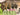 EvergreenForest Animal plant pick